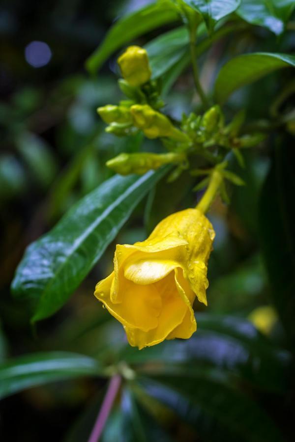 Casa Colores มอนเตซูมา ภายนอก รูปภาพ