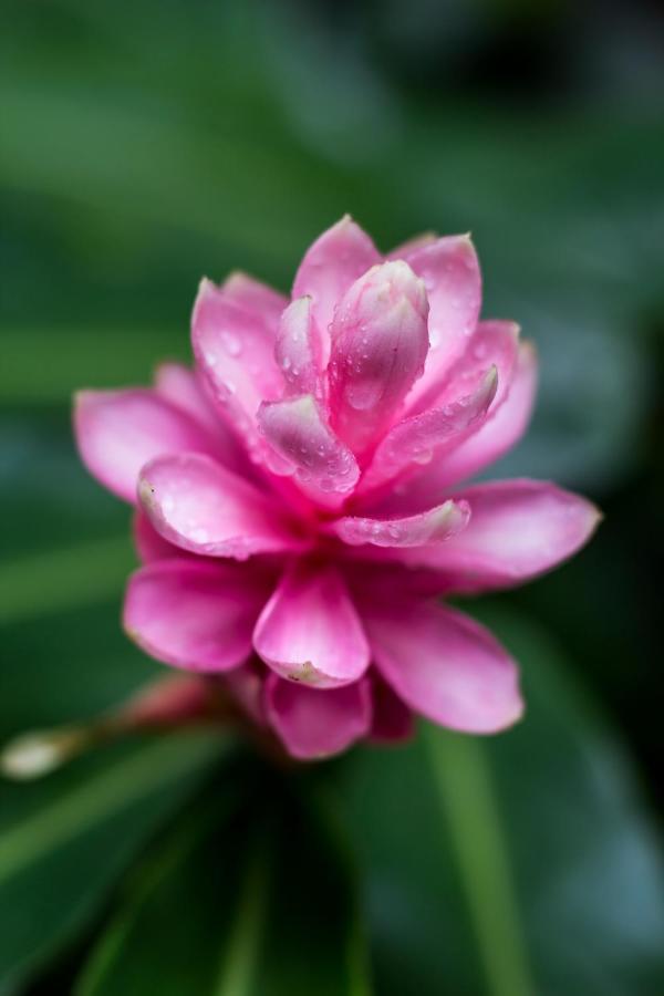 Casa Colores มอนเตซูมา ภายนอก รูปภาพ